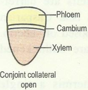 vb cocollopen.png